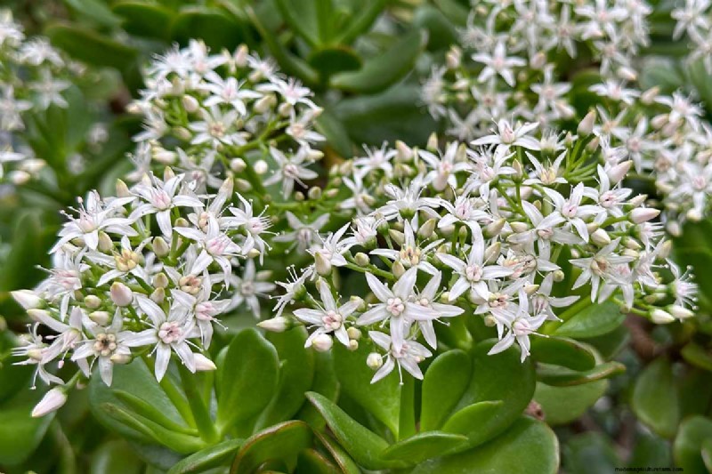 Why Isn t My Jade Plant Blooming? 7 Reasons & Solutions