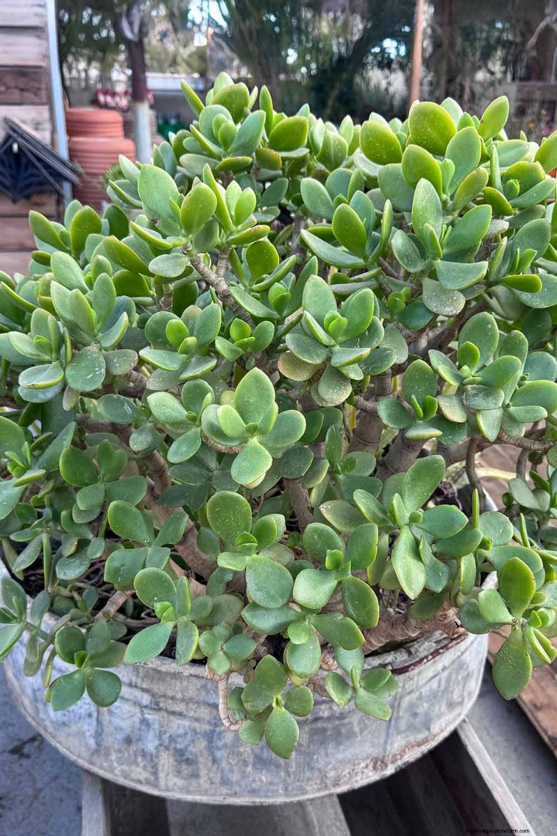 Why Isn t My Jade Plant Blooming? 7 Reasons & Solutions