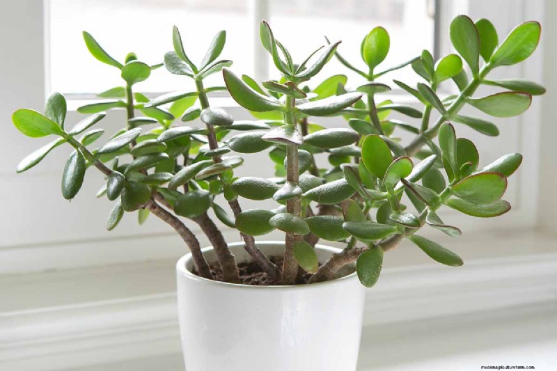 Why Isn t My Jade Plant Blooming? 7 Reasons & Solutions
