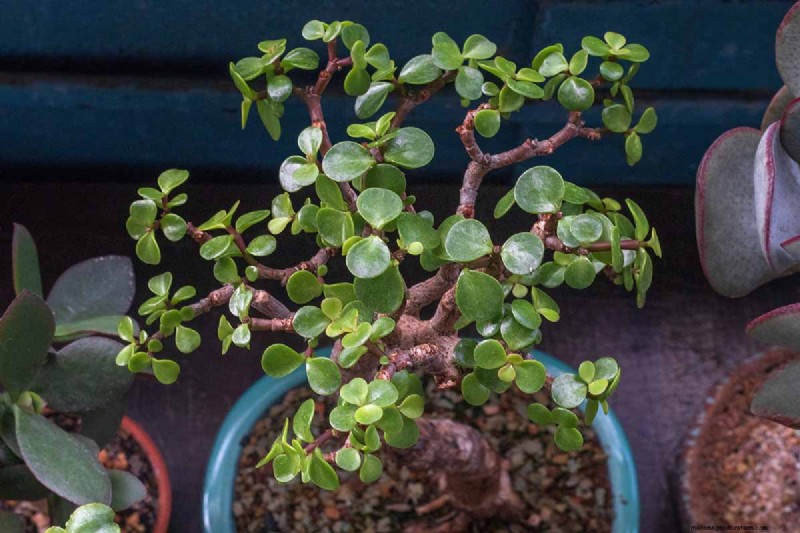 Why Isn t My Jade Plant Blooming? 7 Reasons & Solutions