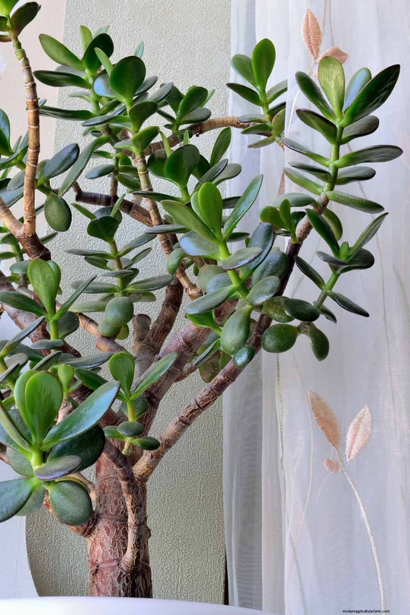 Why Isn t My Jade Plant Blooming? 7 Reasons & Solutions