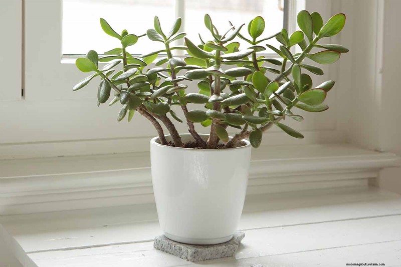 Why Isn t My Jade Plant Blooming? 7 Reasons & Solutions