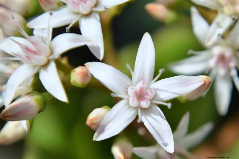Why Isn t My Jade Plant Blooming? 7 Reasons & Solutions