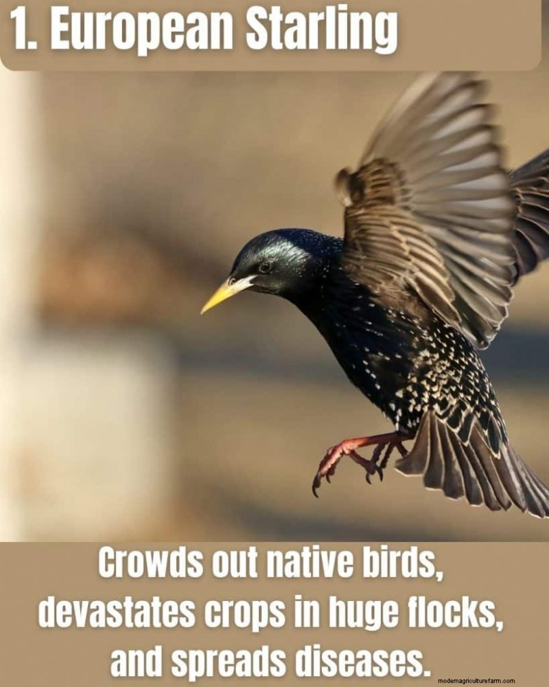 Illinois Invasive Species: A Guide to 25 Problematic Plants & Animals