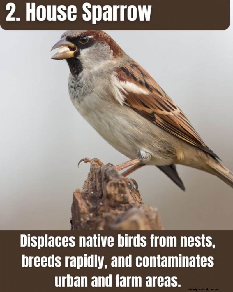 Illinois Invasive Species: A Guide to 25 Problematic Plants & Animals