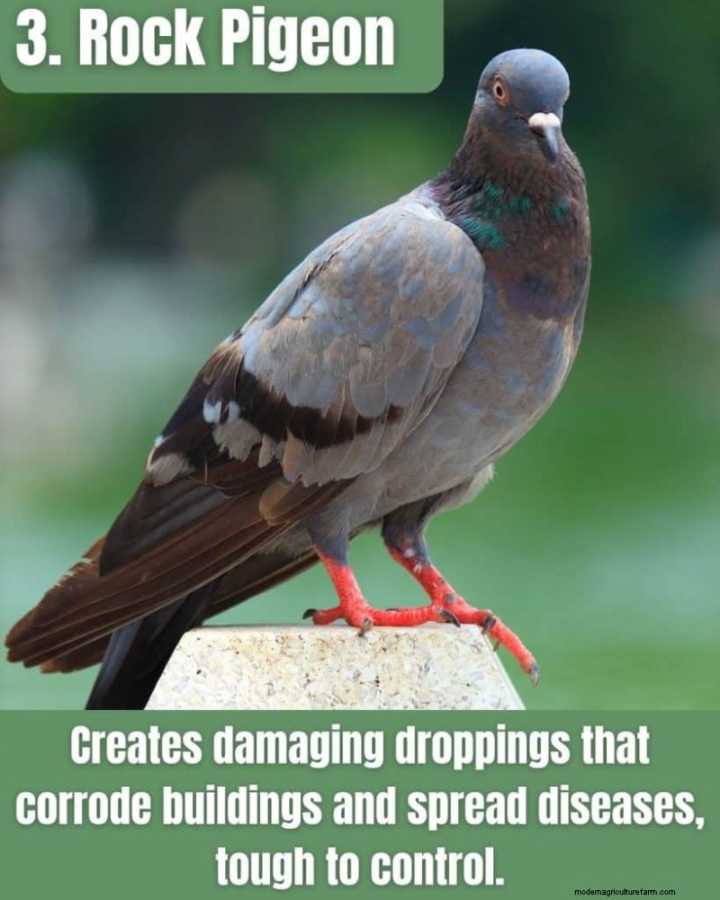 Illinois Invasive Species: A Guide to 25 Problematic Plants & Animals
