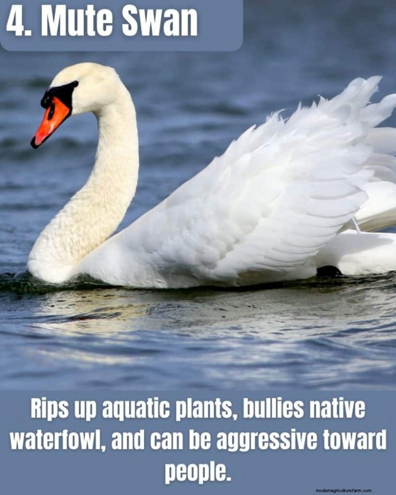 Illinois Invasive Species: A Guide to 25 Problematic Plants & Animals