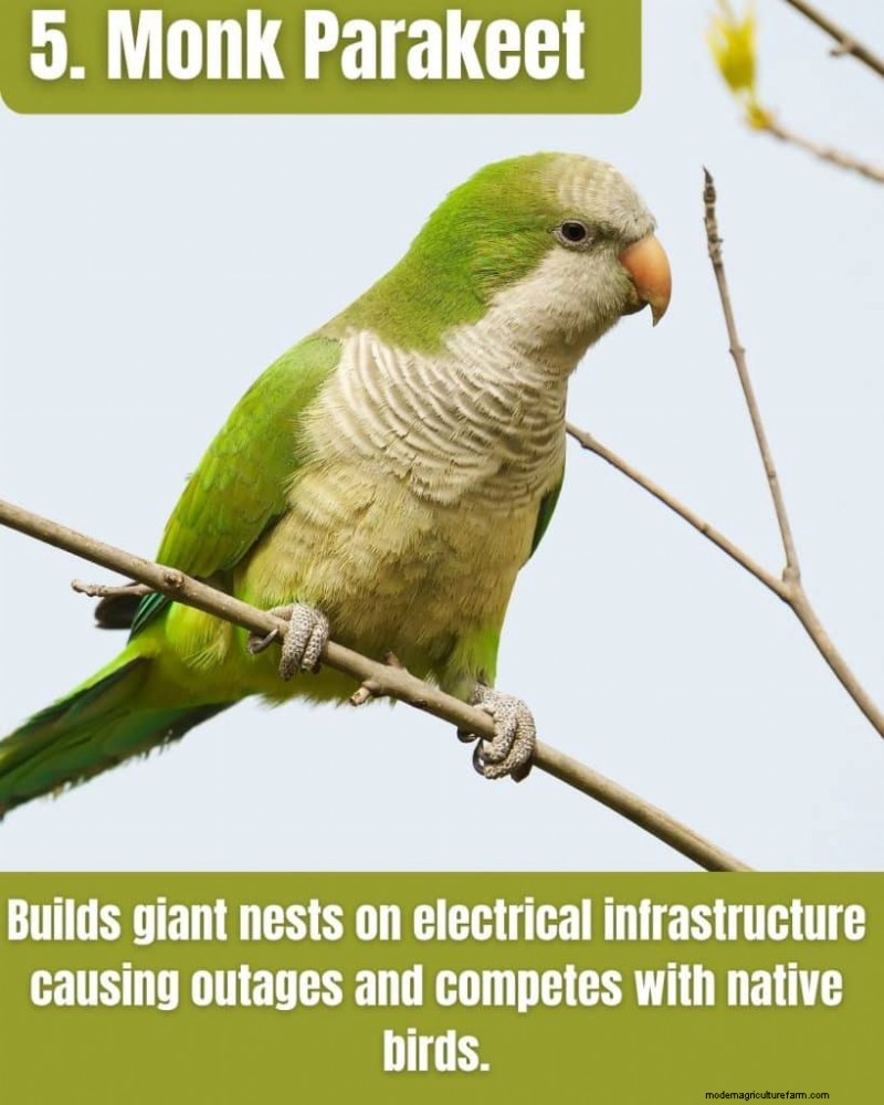 Illinois Invasive Species: A Guide to 25 Problematic Plants & Animals