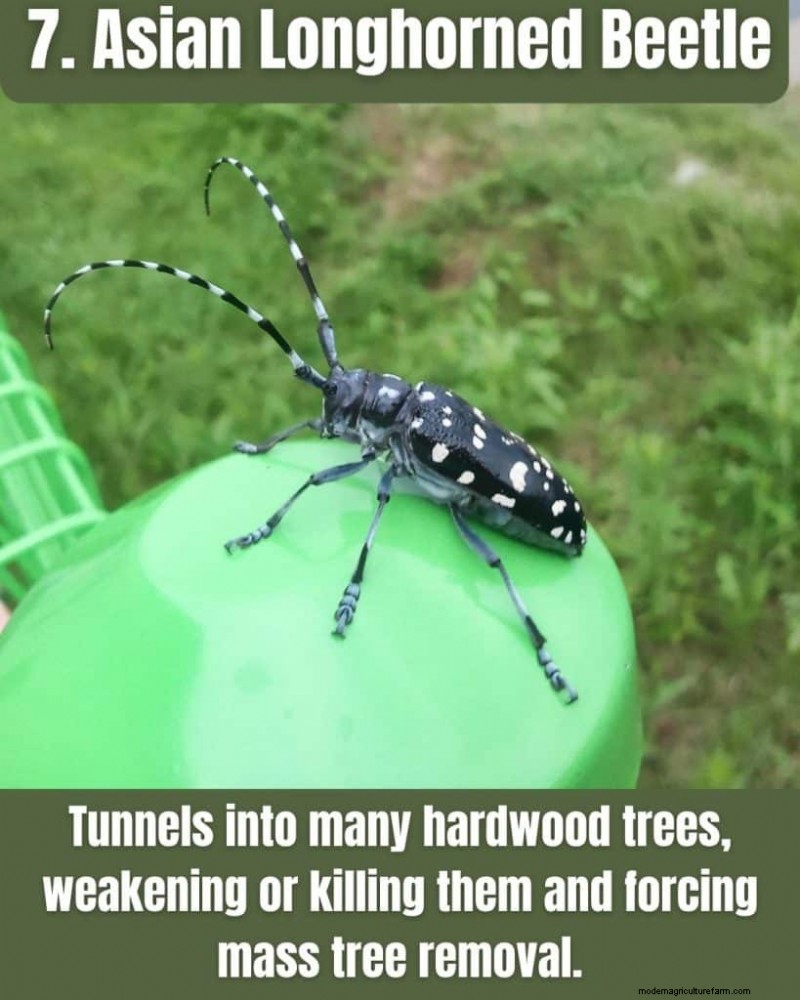 Illinois Invasive Species: A Guide to 25 Problematic Plants & Animals
