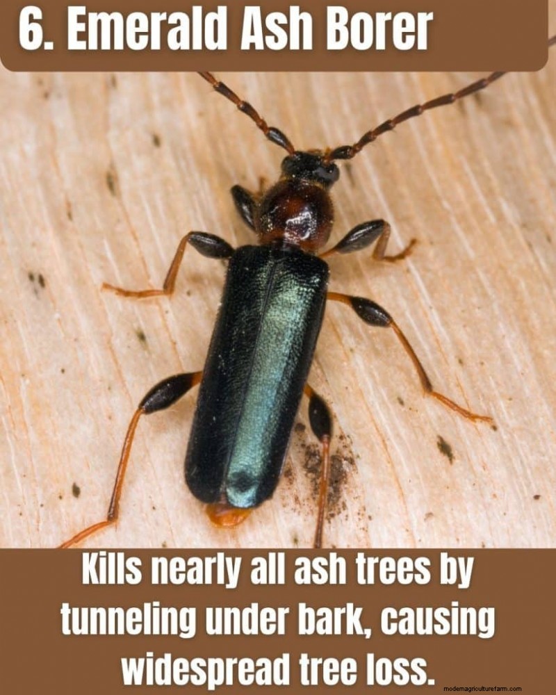 Illinois Invasive Species: A Guide to 25 Problematic Plants & Animals