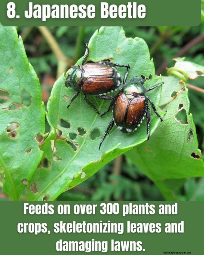 Illinois Invasive Species: A Guide to 25 Problematic Plants & Animals