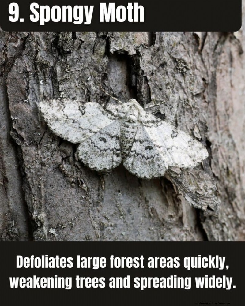 Illinois Invasive Species: A Guide to 25 Problematic Plants & Animals
