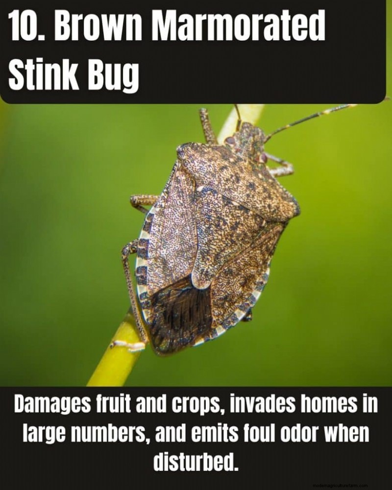 Illinois Invasive Species: A Guide to 25 Problematic Plants & Animals