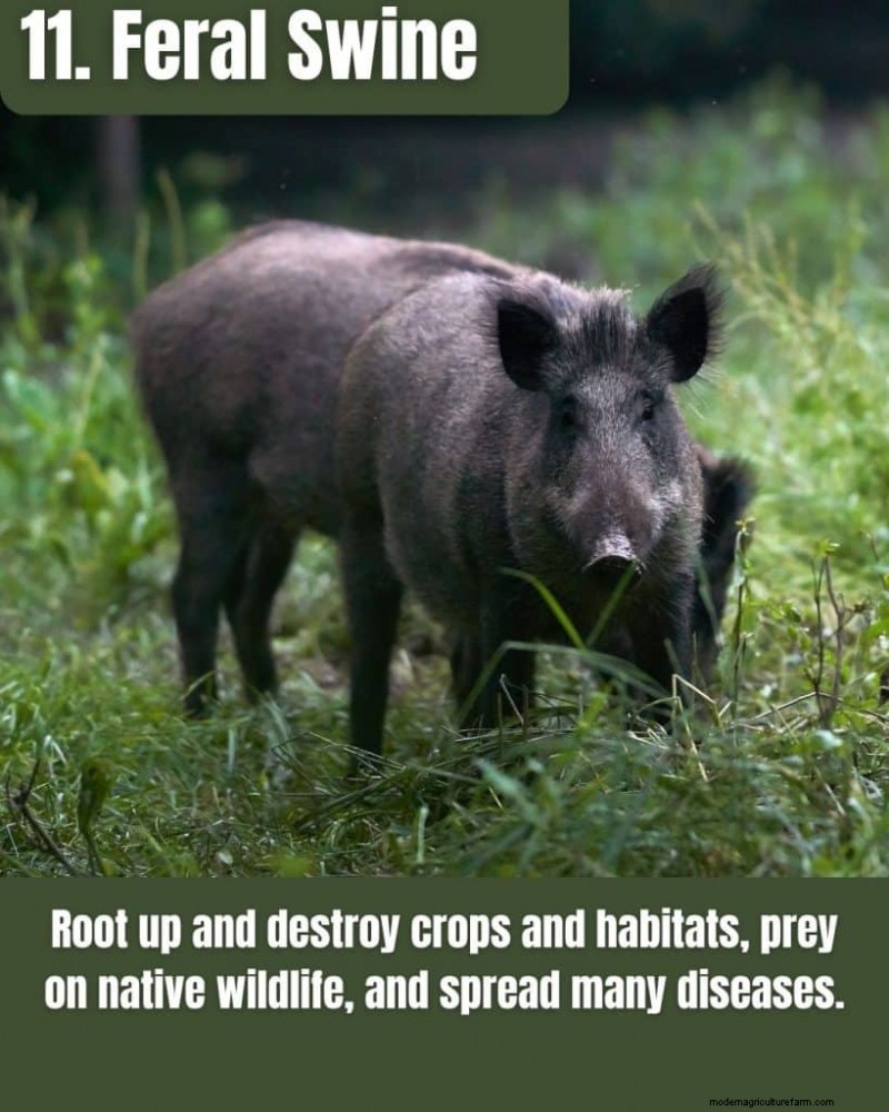 Illinois Invasive Species: A Guide to 25 Problematic Plants & Animals