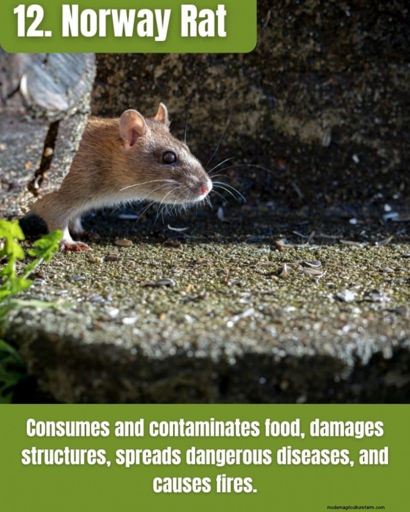 Illinois Invasive Species: A Guide to 25 Problematic Plants & Animals