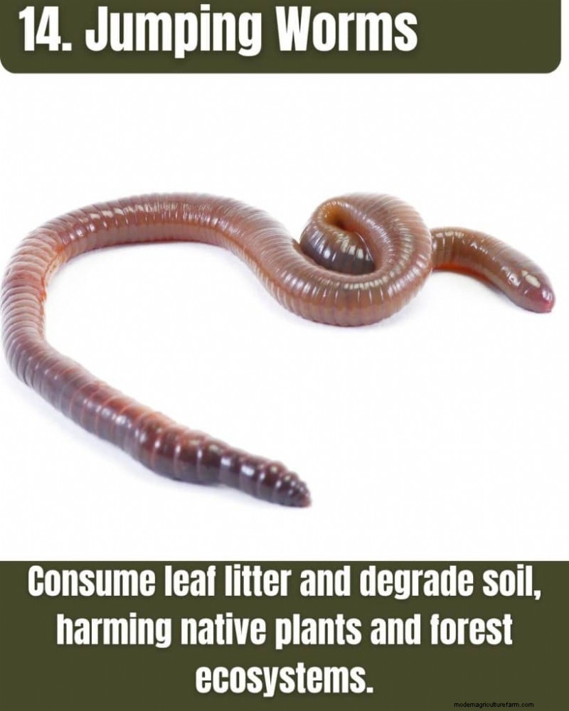 Illinois Invasive Species: A Guide to 25 Problematic Plants & Animals