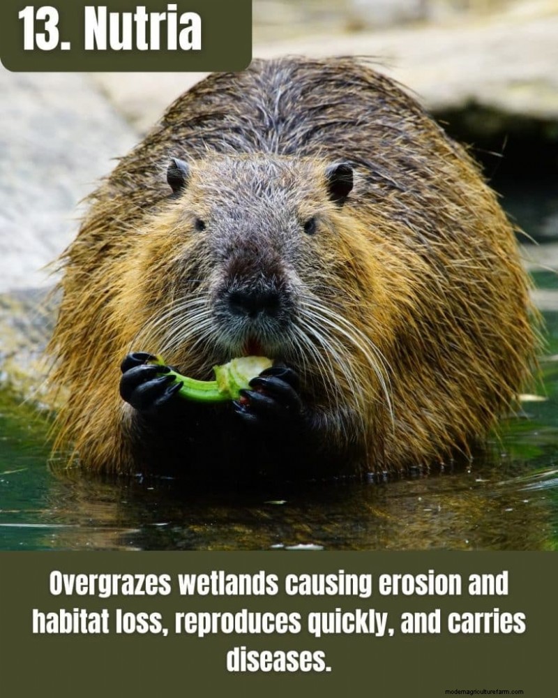 Illinois Invasive Species: A Guide to 25 Problematic Plants & Animals
