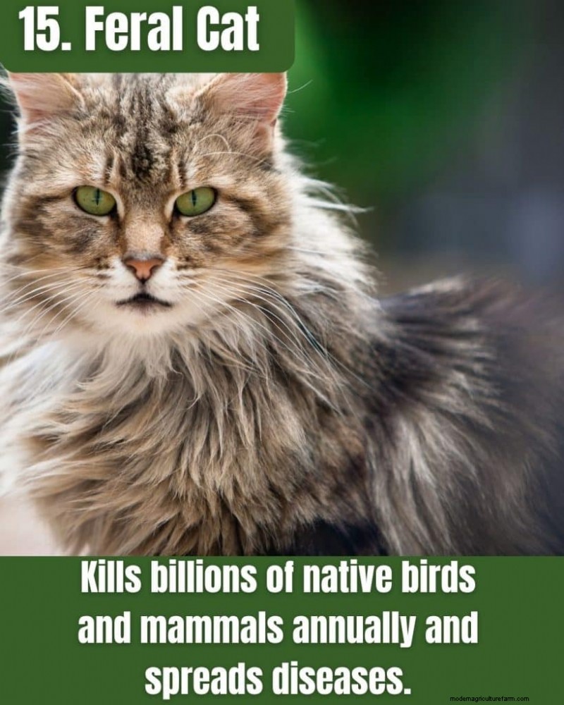Illinois Invasive Species: A Guide to 25 Problematic Plants & Animals