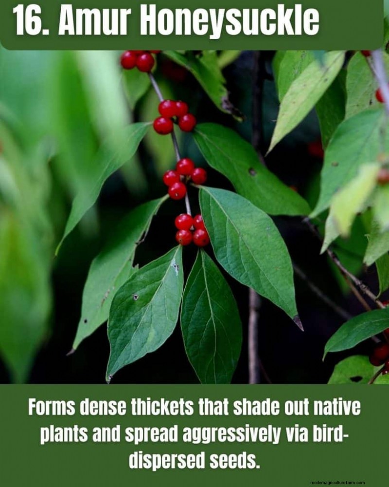 Illinois Invasive Species: A Guide to 25 Problematic Plants & Animals