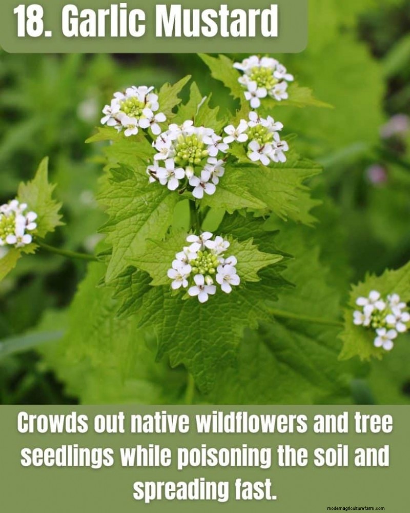 Illinois Invasive Species: A Guide to 25 Problematic Plants & Animals