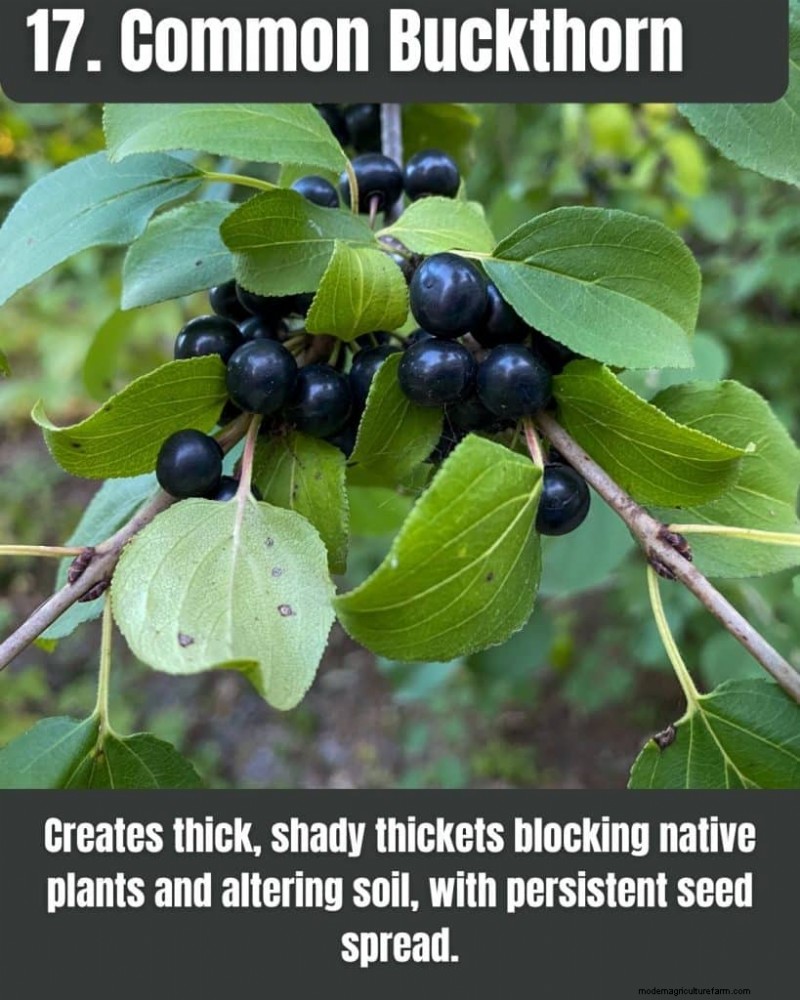 Illinois Invasive Species: A Guide to 25 Problematic Plants & Animals