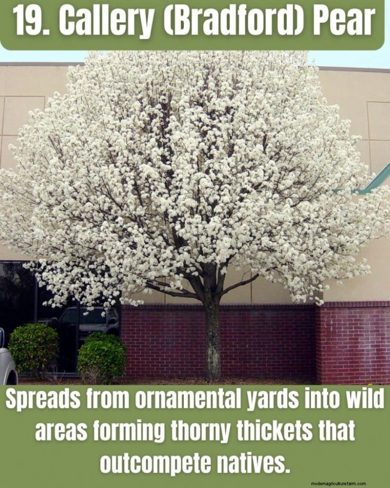 Illinois Invasive Species: A Guide to 25 Problematic Plants & Animals