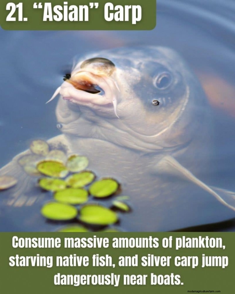 Illinois Invasive Species: A Guide to 25 Problematic Plants & Animals