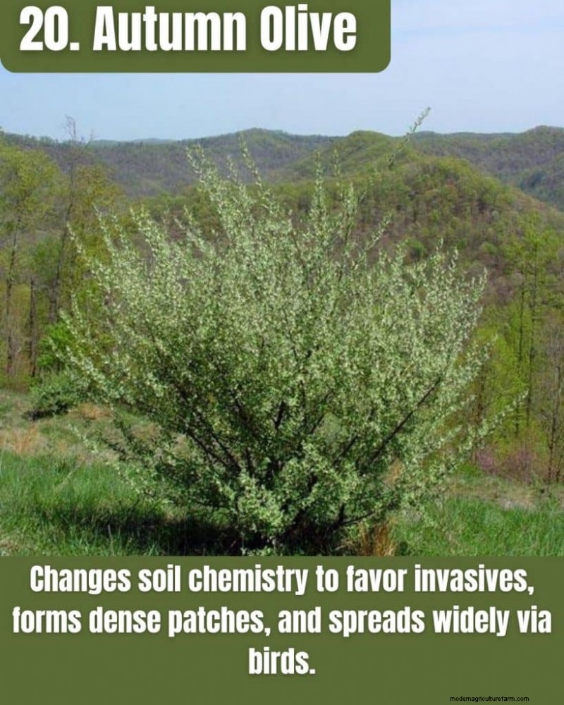 Illinois Invasive Species: A Guide to 25 Problematic Plants & Animals