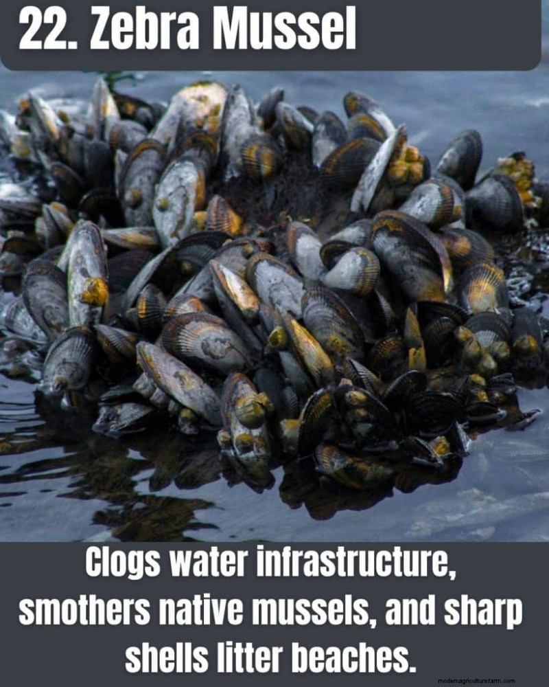 Illinois Invasive Species: A Guide to 25 Problematic Plants & Animals