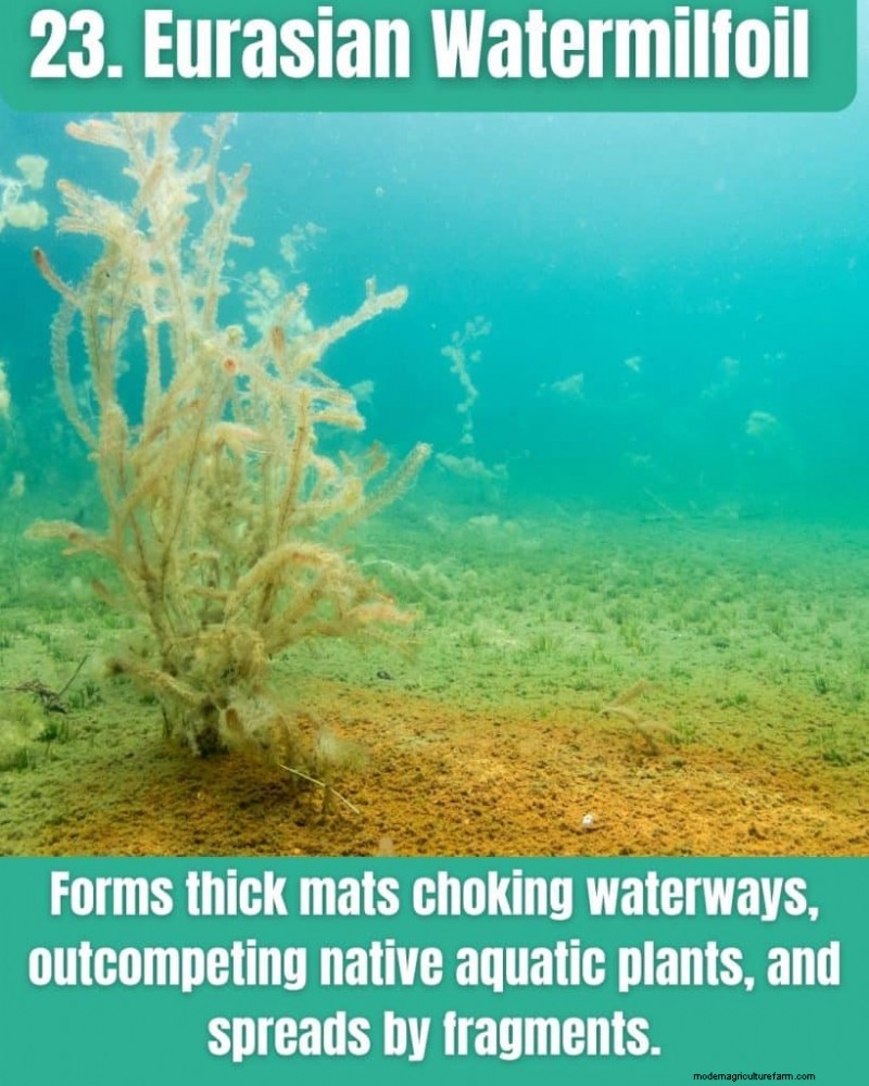 Illinois Invasive Species: A Guide to 25 Problematic Plants & Animals