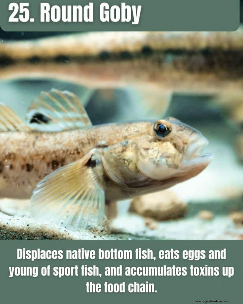 Illinois Invasive Species: A Guide to 25 Problematic Plants & Animals