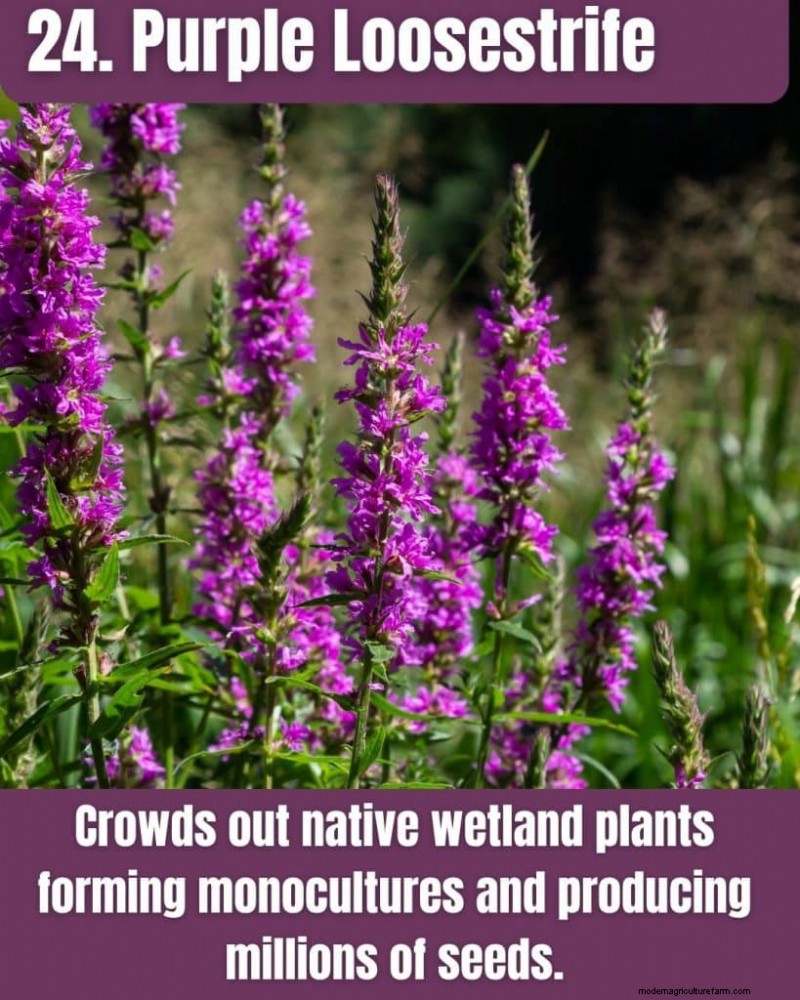 Illinois Invasive Species: A Guide to 25 Problematic Plants & Animals