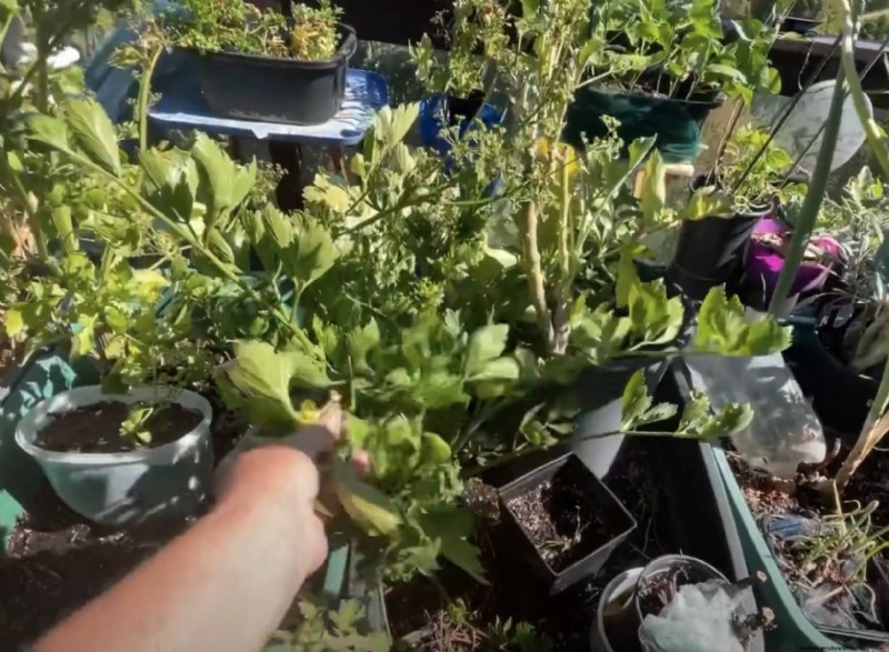 Grow Celery in Pots: A Complete Guide for Continuous Harvests