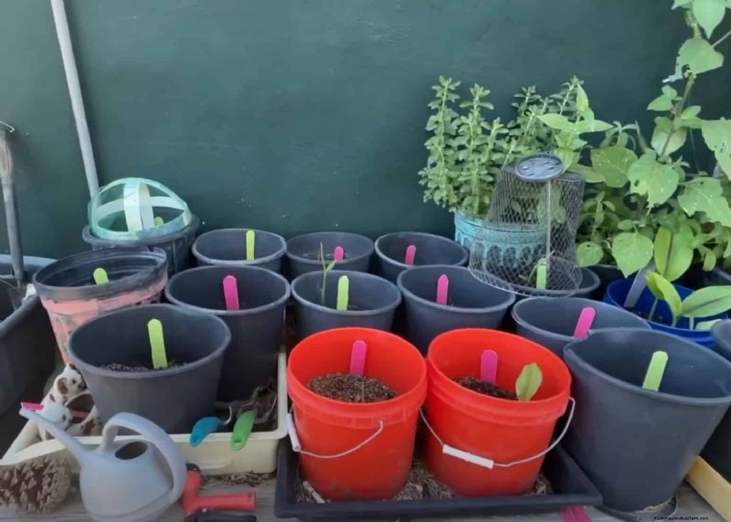 Grow Celery in Pots: A Complete Guide for Continuous Harvests