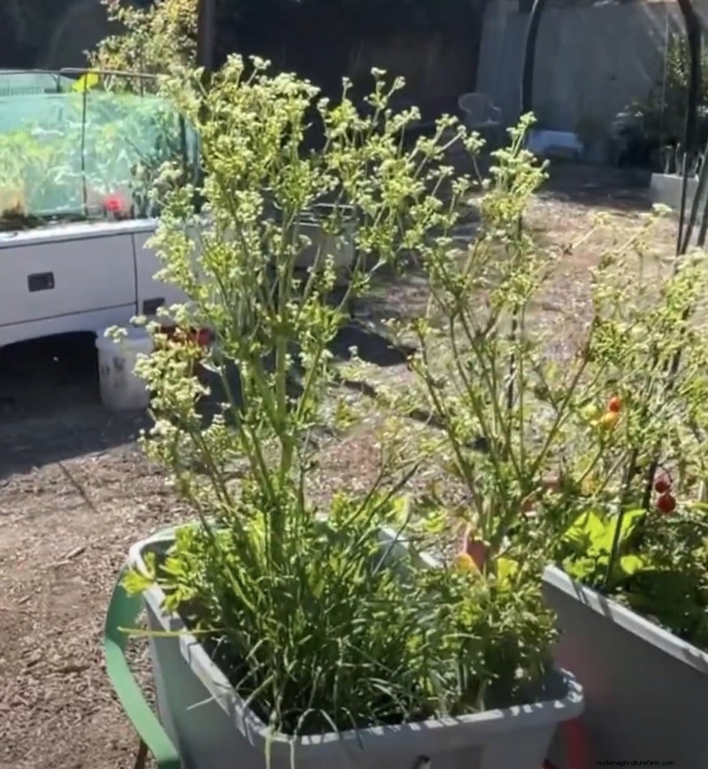 Grow Celery in Pots: A Complete Guide for Continuous Harvests