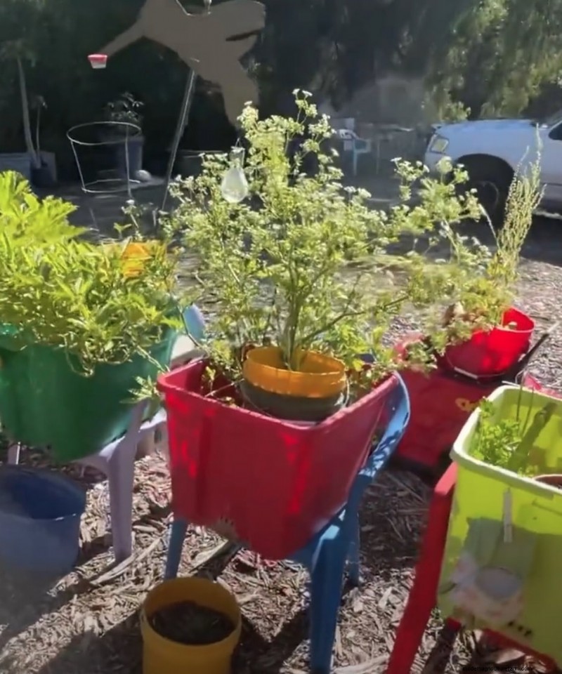 Grow Celery in Pots: A Complete Guide for Continuous Harvests