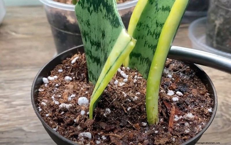 The Ultimate Guide to Houseplant Care: Watering Schedules & Top 20 Plants