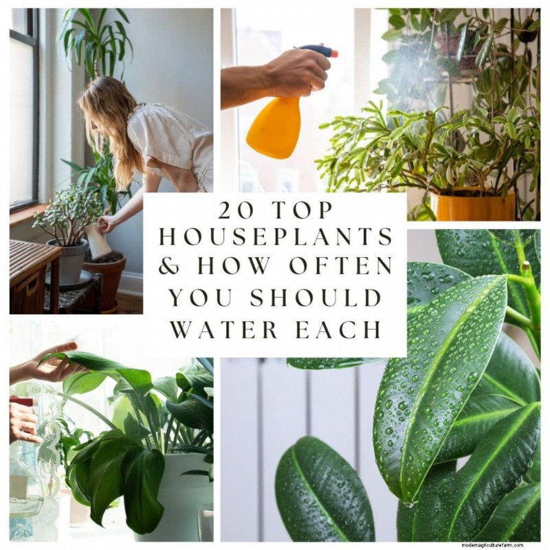 The Ultimate Guide to Houseplant Care: Watering Schedules & Top 20 Plants