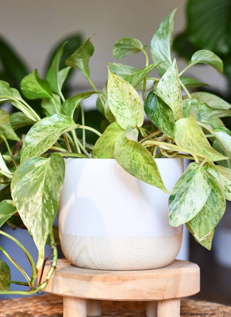 The Ultimate Guide to Houseplant Care: Watering Schedules & Top 20 Plants