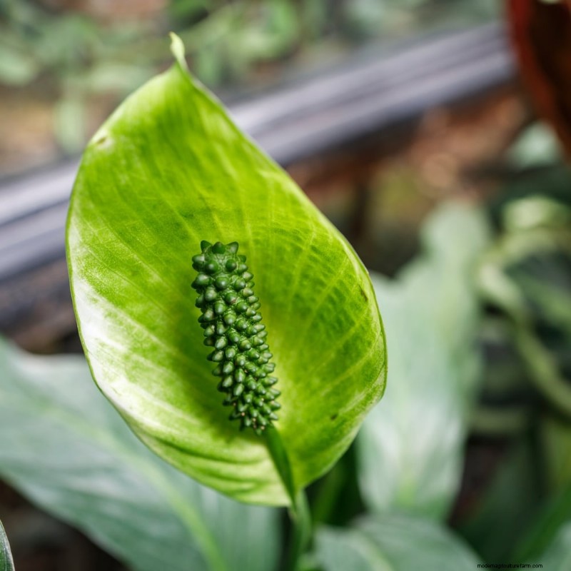 The Ultimate Guide to Houseplant Care: Watering Schedules & Top 20 Plants