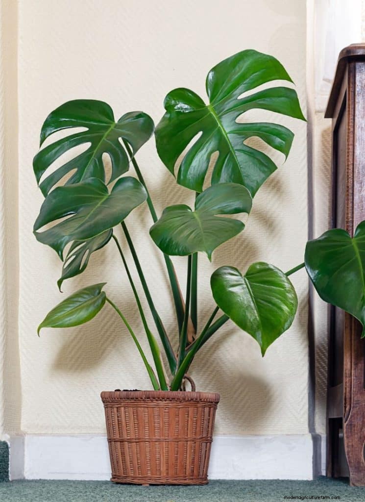 The Ultimate Guide to Houseplant Care: Watering Schedules & Top 20 Plants