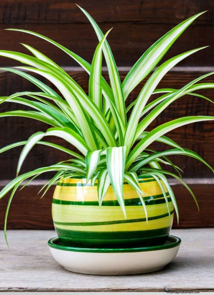 The Ultimate Guide to Houseplant Care: Watering Schedules & Top 20 Plants