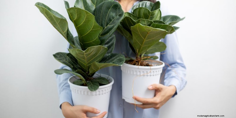 The Ultimate Guide to Houseplant Care: Watering Schedules & Top 20 Plants