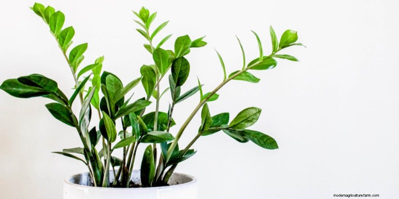 The Ultimate Guide to Houseplant Care: Watering Schedules & Top 20 Plants