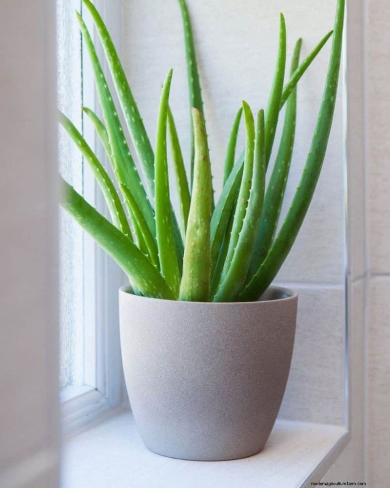 The Ultimate Guide to Houseplant Care: Watering Schedules & Top 20 Plants