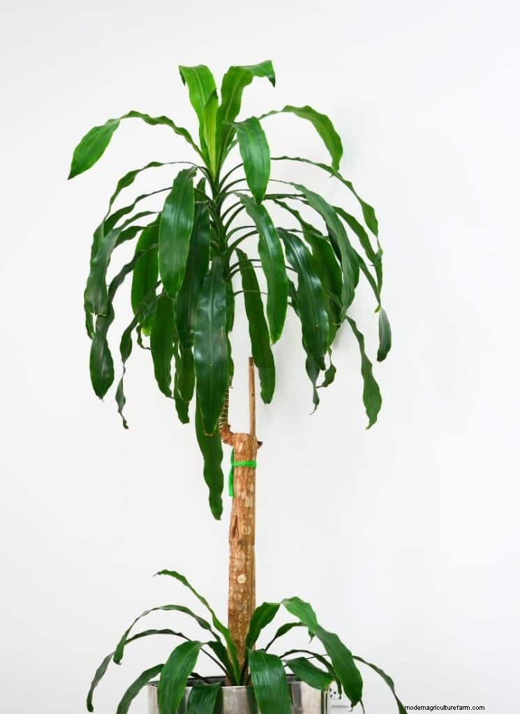 The Ultimate Guide to Houseplant Care: Watering Schedules & Top 20 Plants