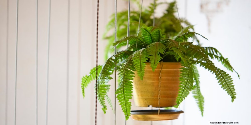 The Ultimate Guide to Houseplant Care: Watering Schedules & Top 20 Plants