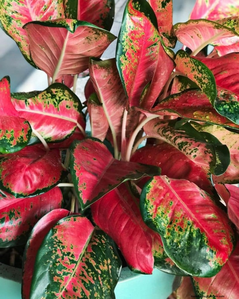 The Ultimate Guide to Houseplant Care: Watering Schedules & Top 20 Plants