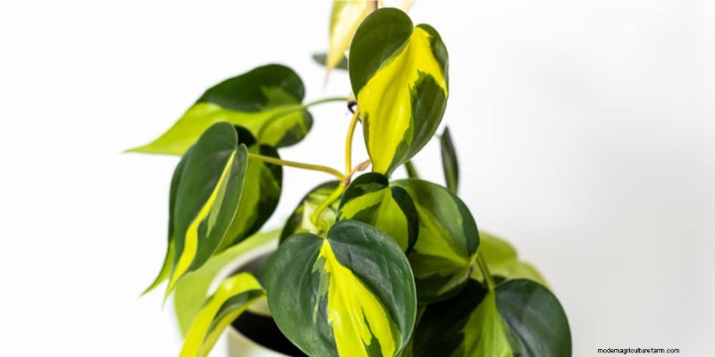 The Ultimate Guide to Houseplant Care: Watering Schedules & Top 20 Plants