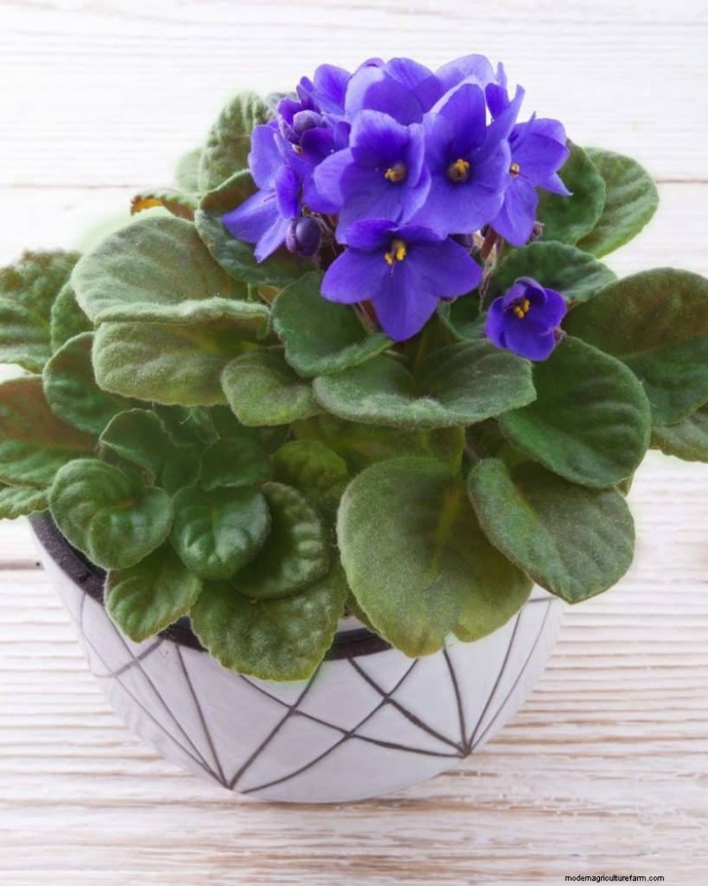 The Ultimate Guide to Houseplant Care: Watering Schedules & Top 20 Plants